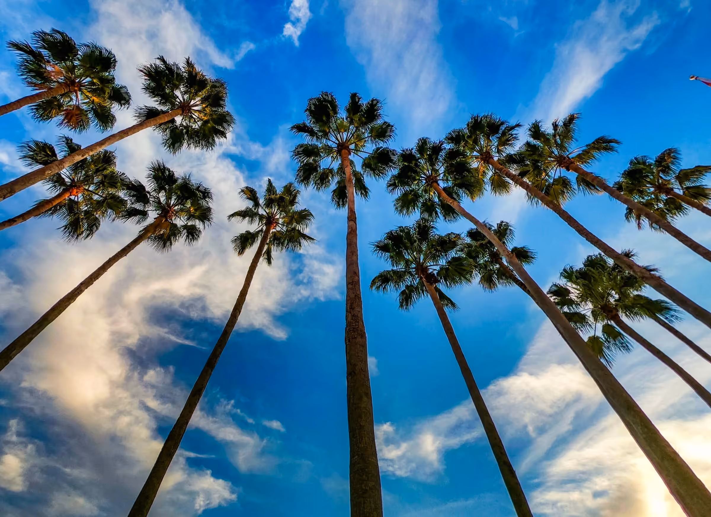 Palm trees seen from below against a blue sky